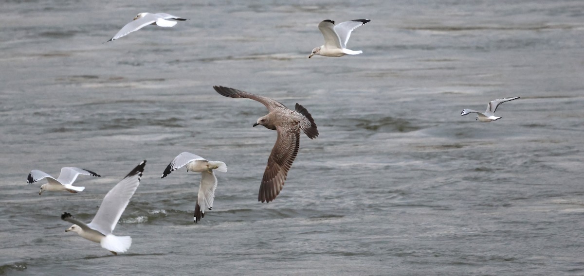 American Herring Gull - ML628632313