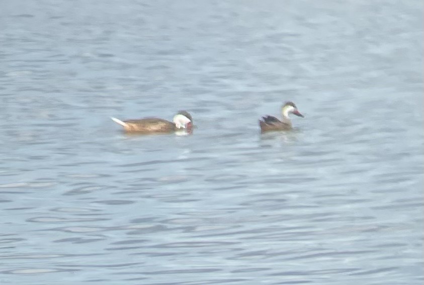 White-cheeked Pintail - ML628632924