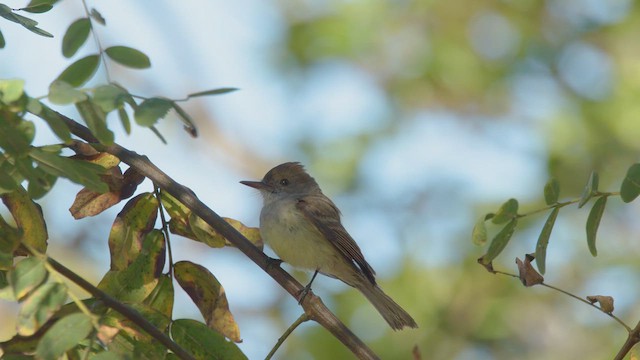 Dusky-capped Flycatcher - ML628633064