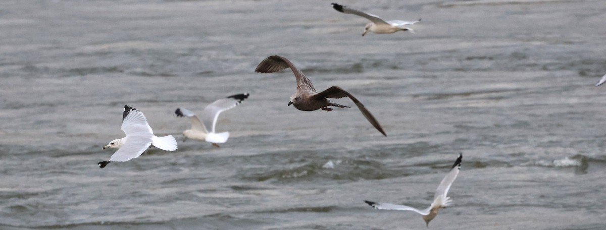 American Herring Gull - ML628633068