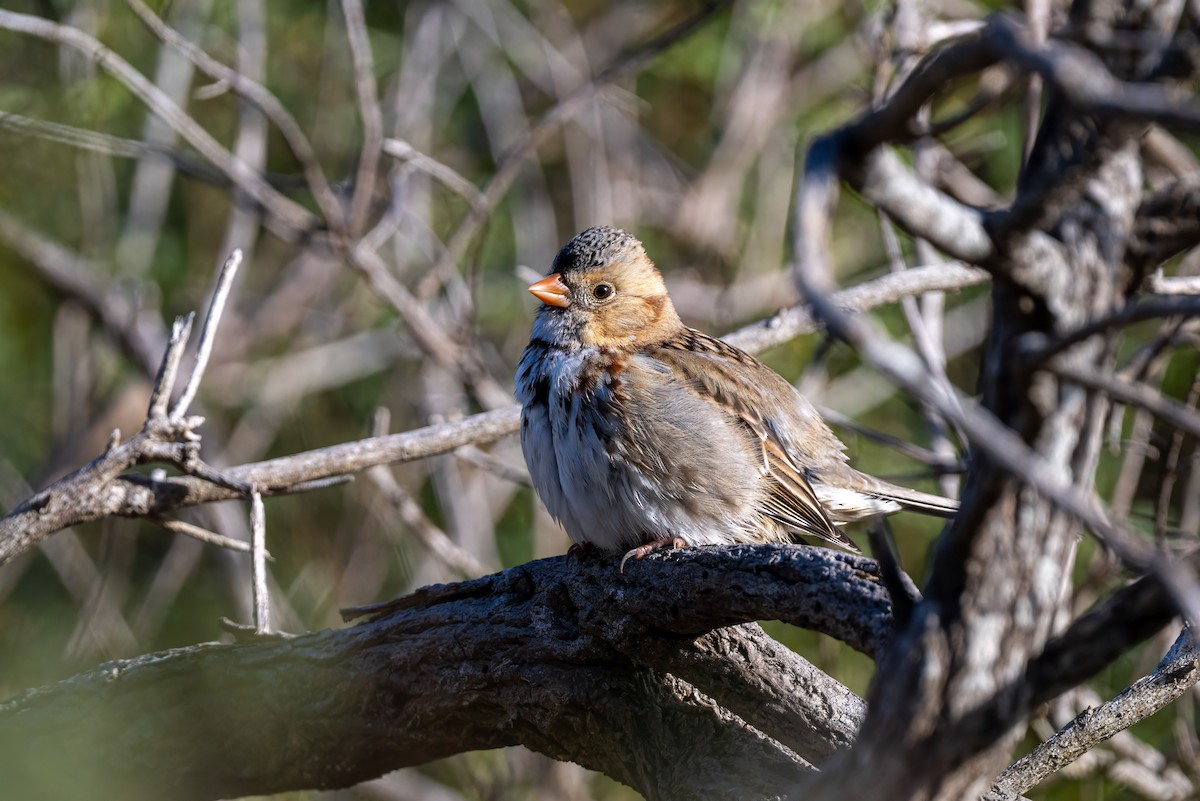 Harris's Sparrow - ML628633092
