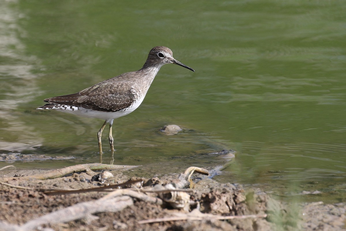 Solitary Sandpiper - ML628633254