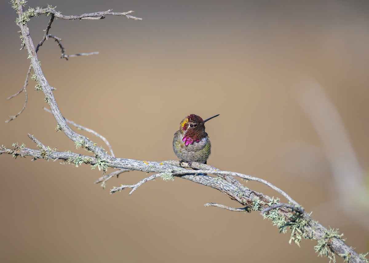 Anna's Hummingbird - ML628633285