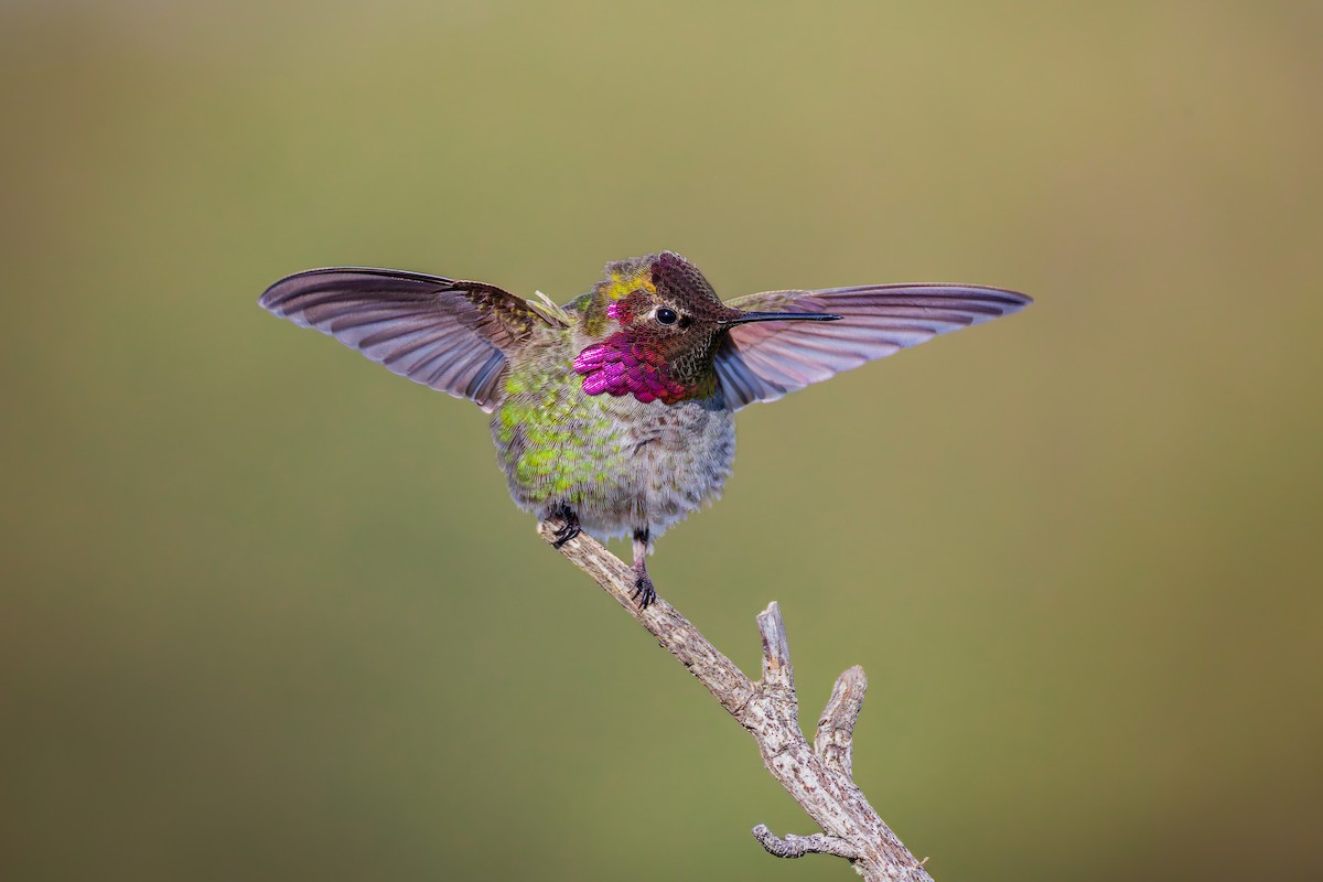 Anna's Hummingbird - ML628633296