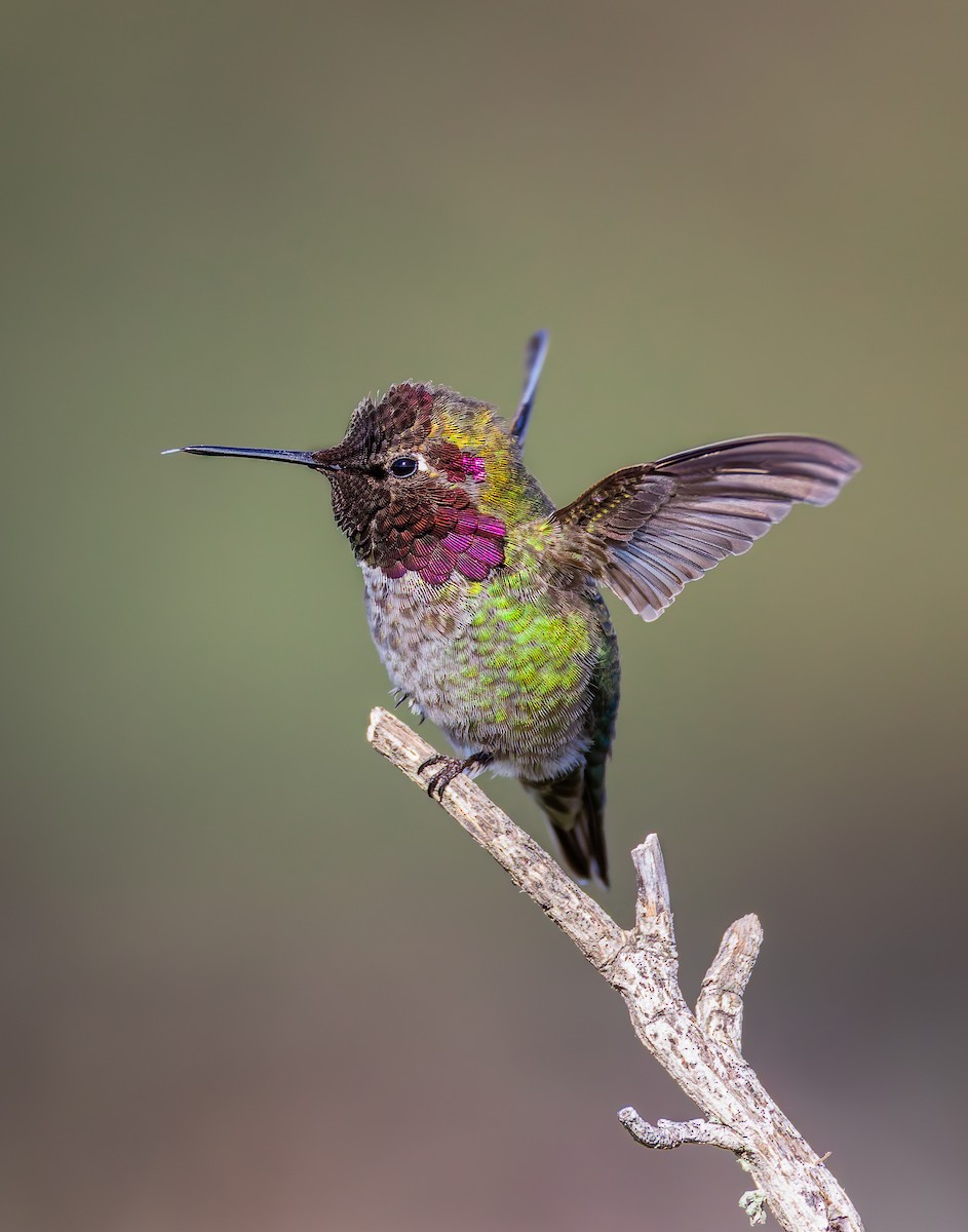 Anna's Hummingbird - ML628633301
