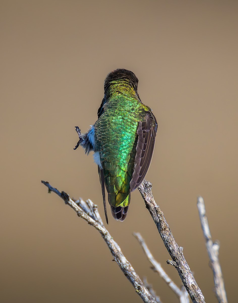 Anna's Hummingbird - ML628633302