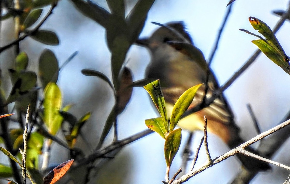bird sp. - ML628633451