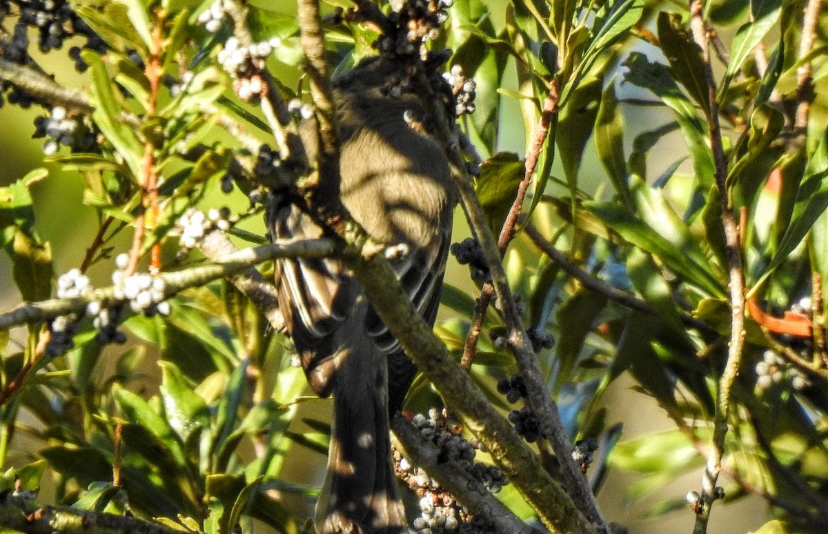 bird sp. - ML628633452