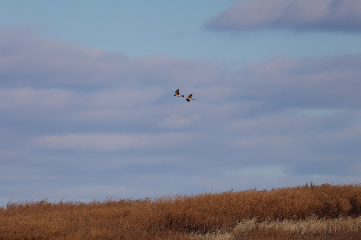 Northern Harrier - ML628633495
