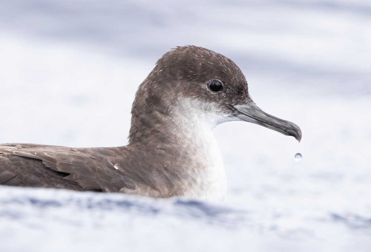 Fluttering Shearwater - ML628633588