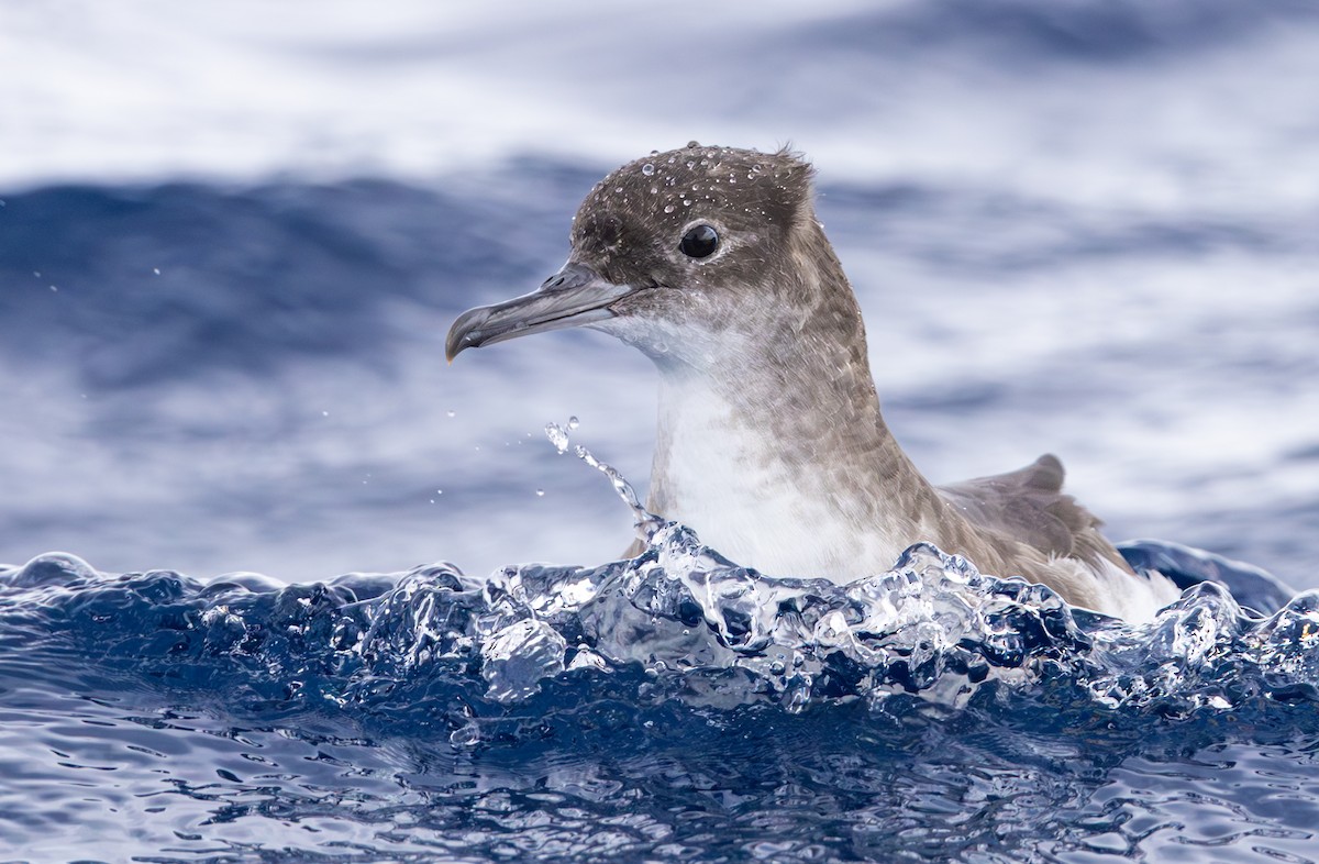 Fluttering Shearwater - ML628633590