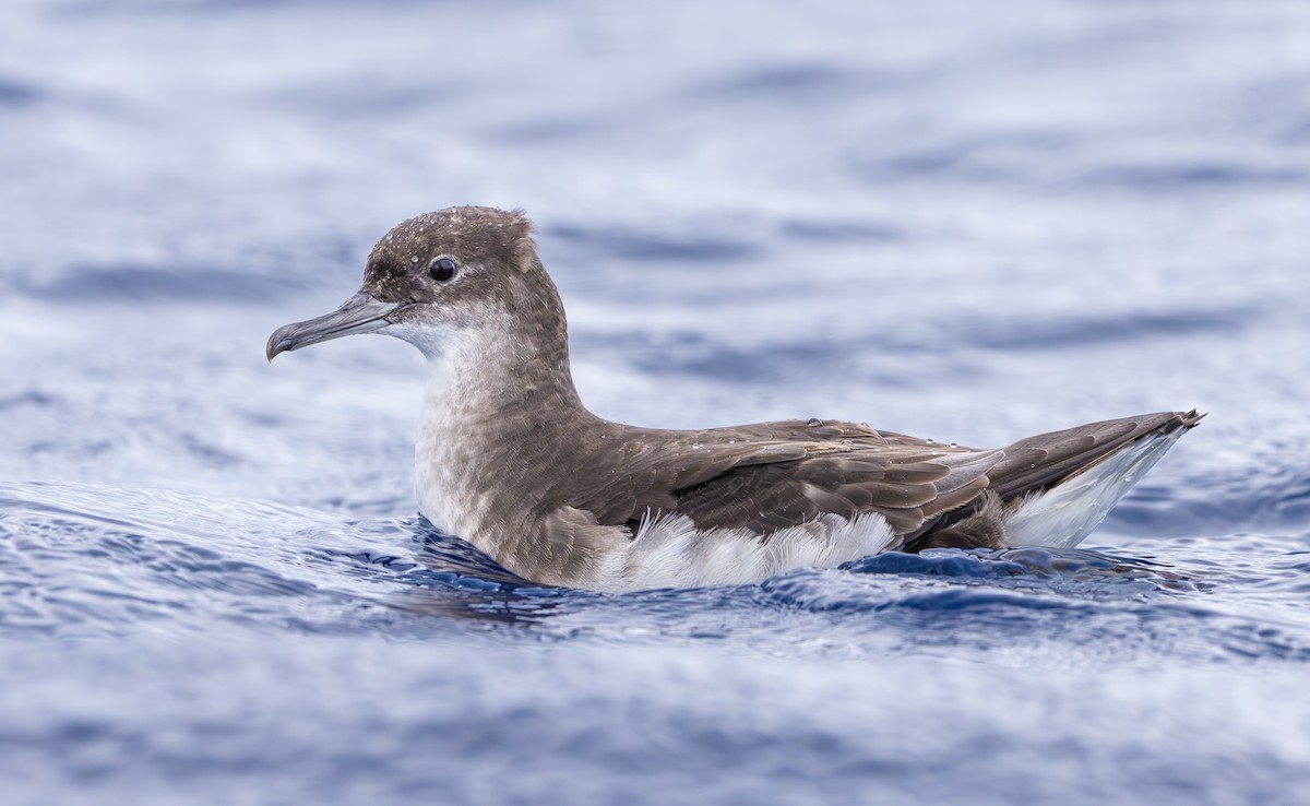 Fluttering Shearwater - ML628633593