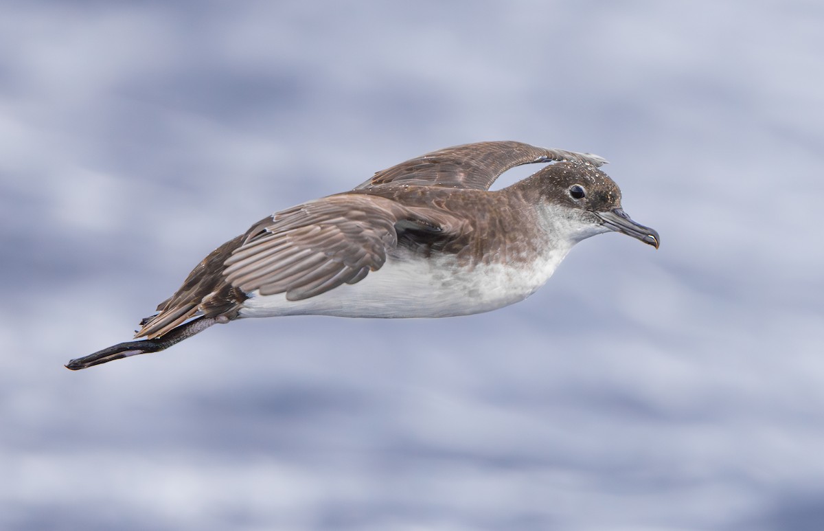 Fluttering Shearwater - ML628633598