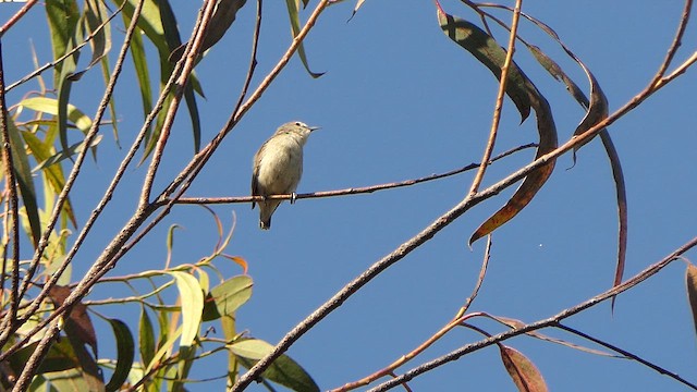 Nilgiri Flowerpecker - ML628633833