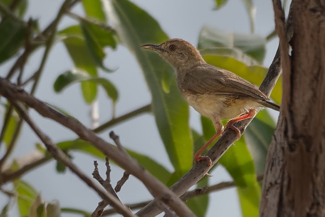 Dorst's Cisticola - ML628634170