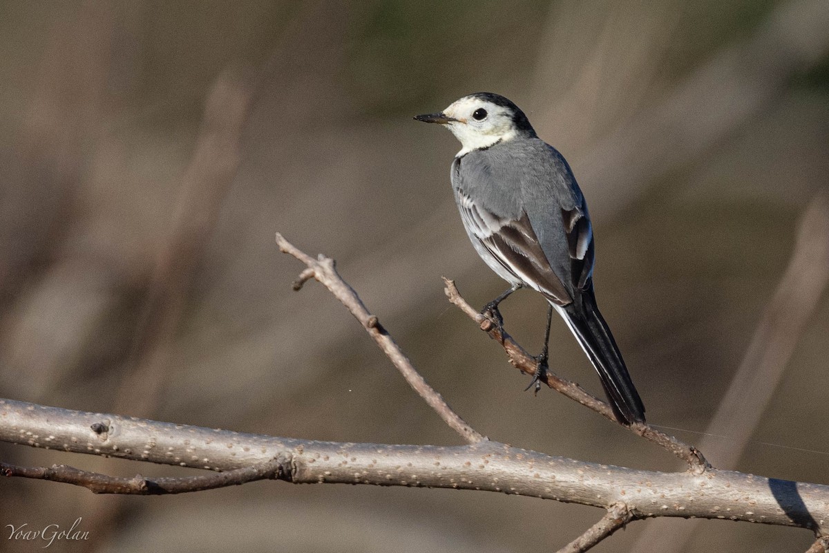 白鶺鴒 - ML628634188