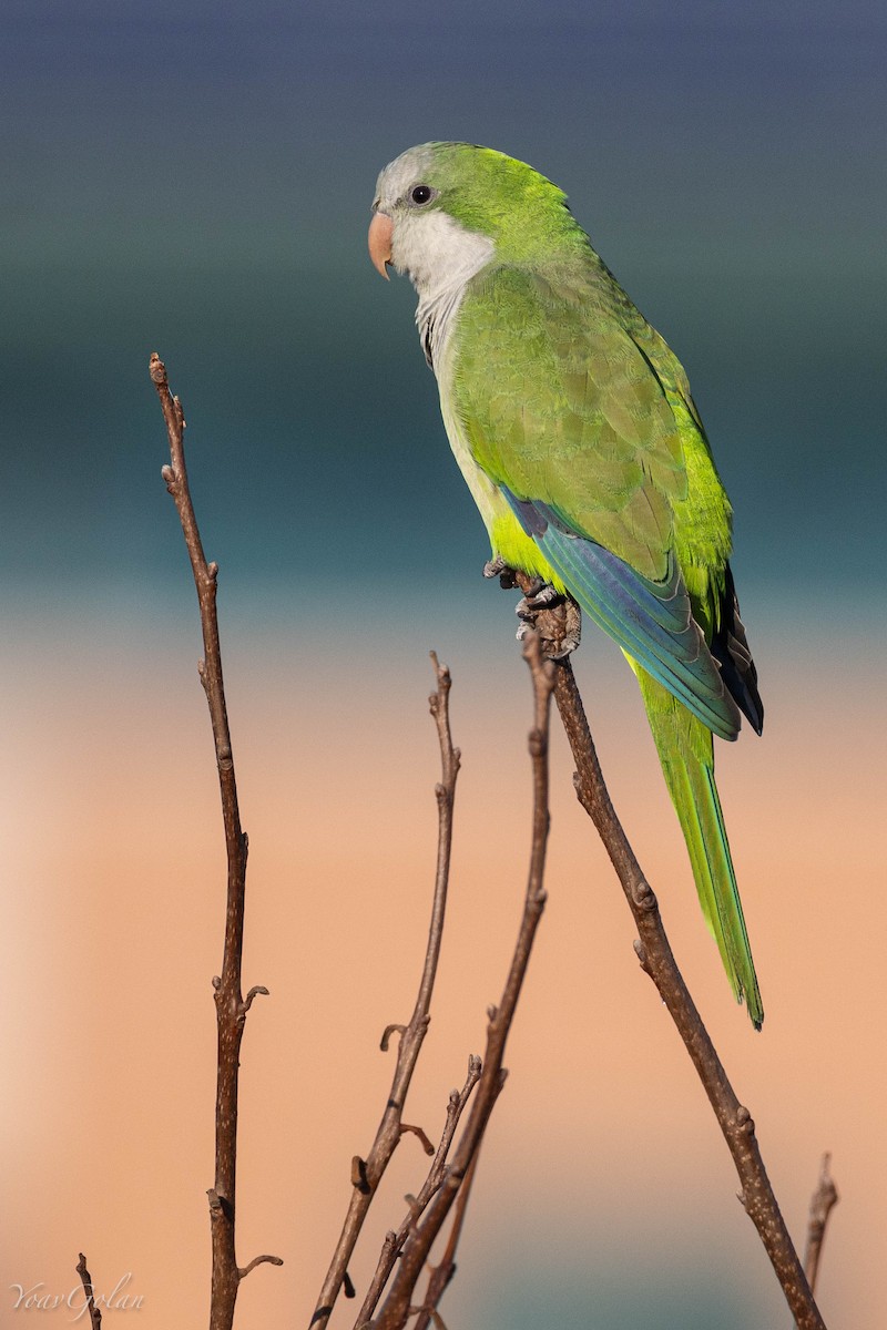 和尚鸚鵡 - ML628634242