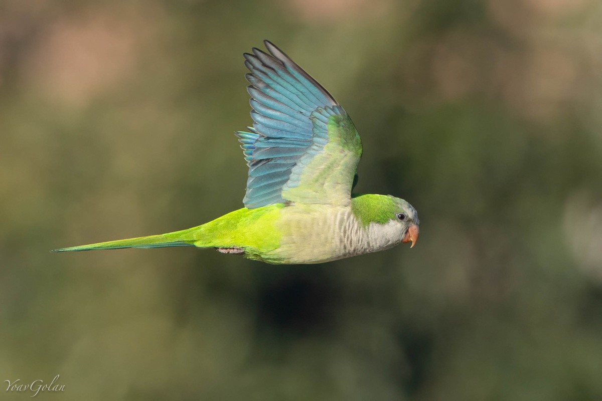 和尚鸚鵡 - ML628634310