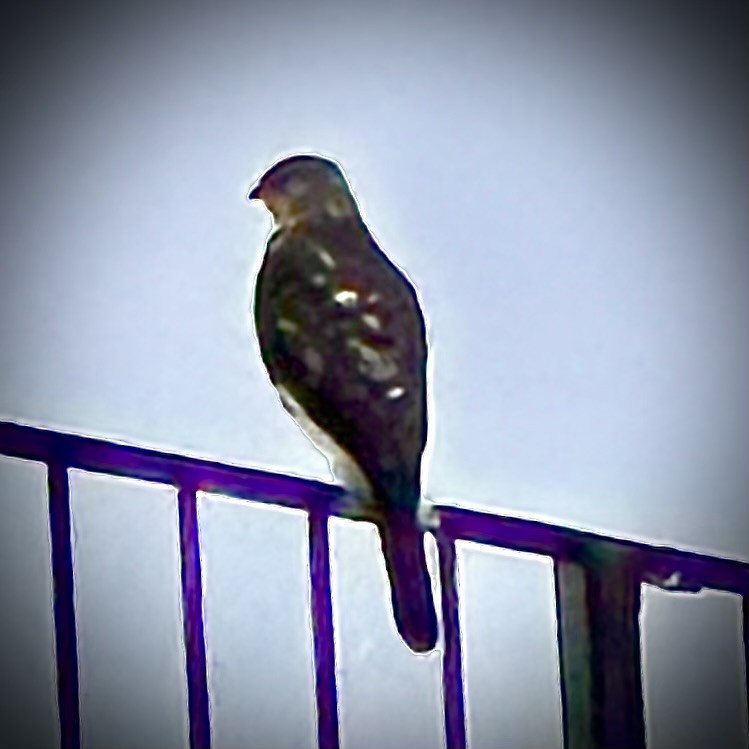 Cooper's Hawk - ML628634330