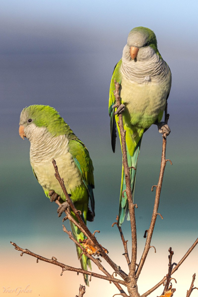 和尚鸚鵡 - ML628634331