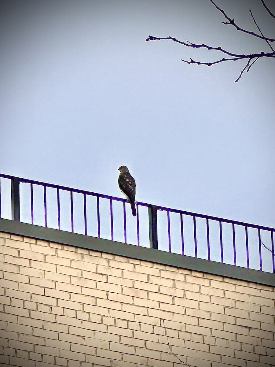 Cooper's Hawk - ML628634348
