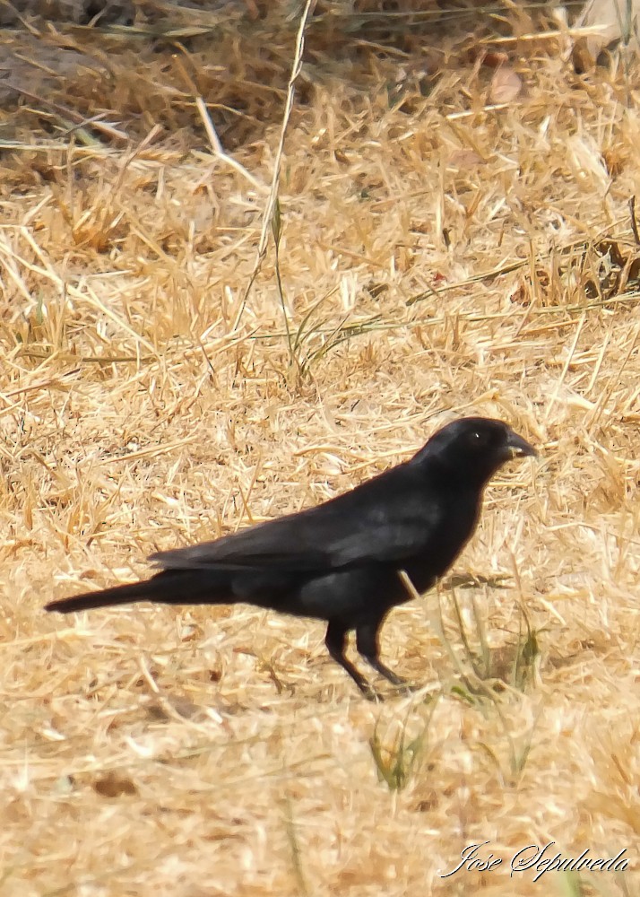 Screaming Cowbird - ML628634440