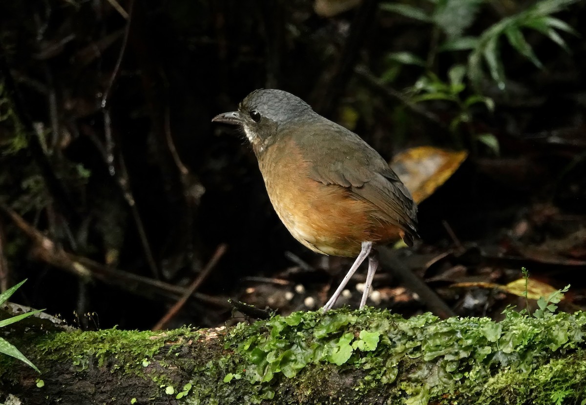 Moustached Antpitta - ML628634567