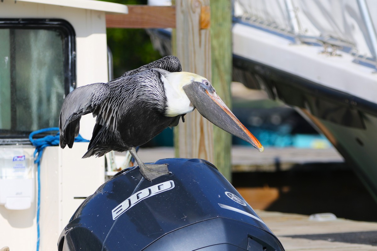 Brown Pelican (Atlantic) - ML628634771
