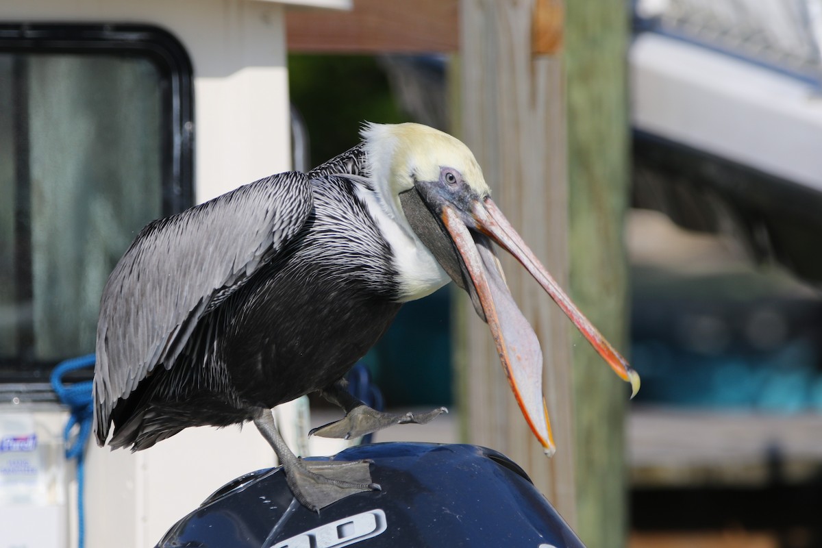 Brown Pelican (Atlantic) - ML628634773
