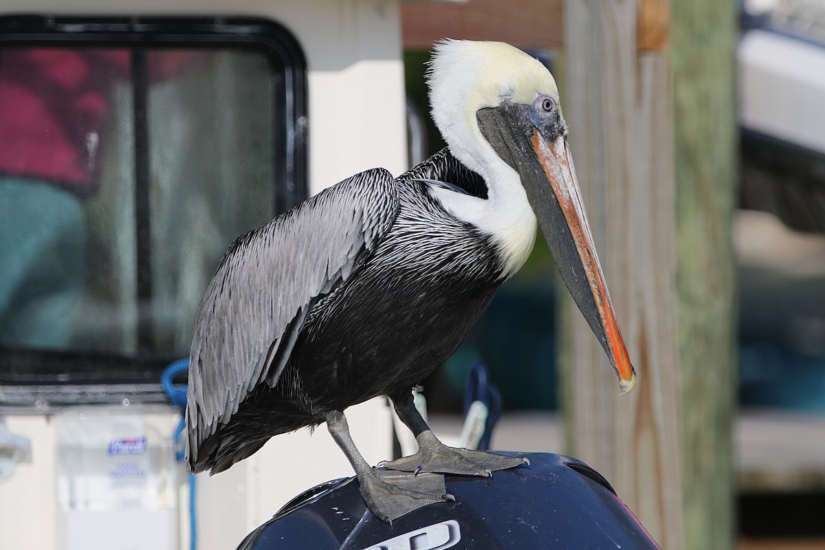 Brown Pelican (Atlantic) - ML628634774