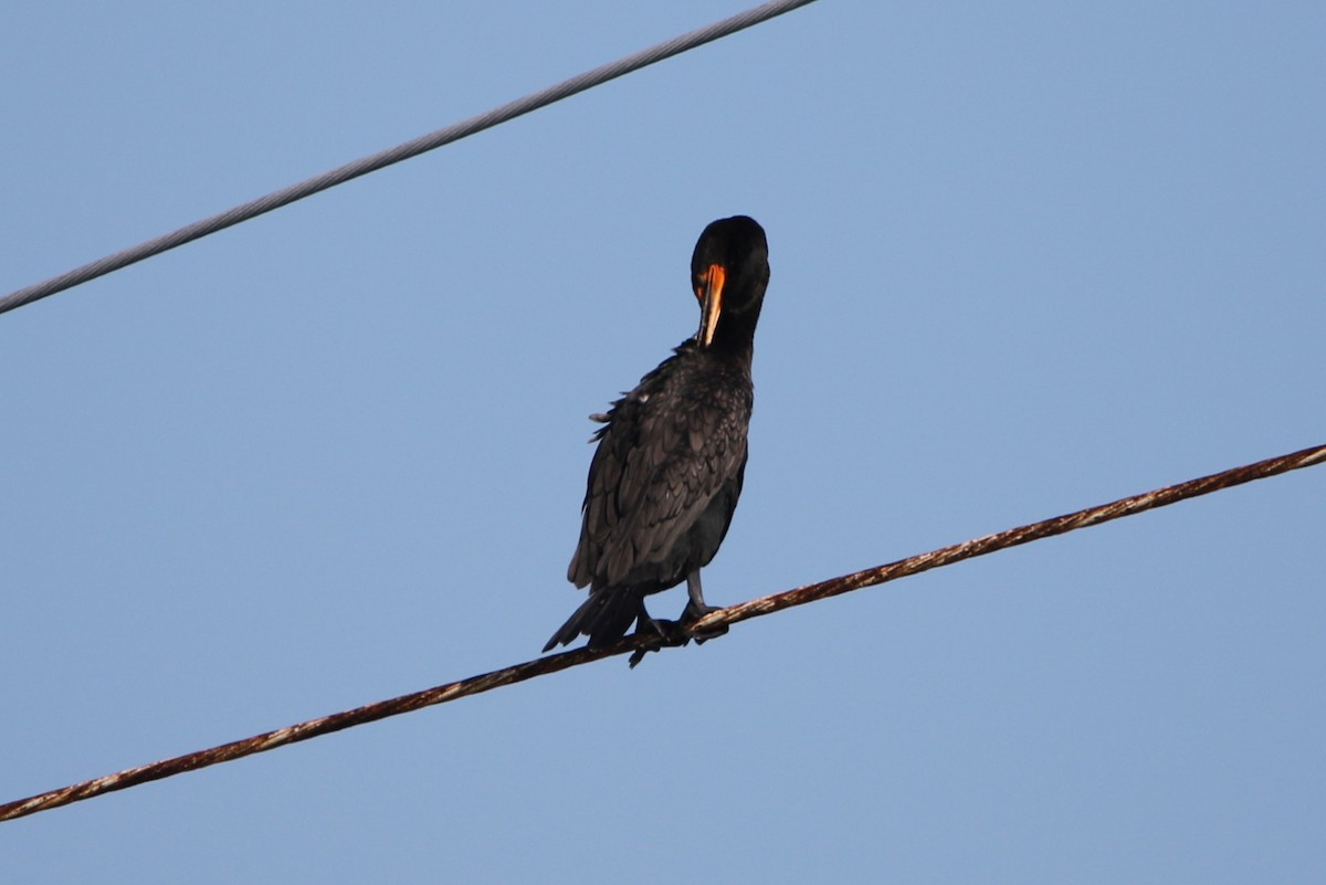 Double-crested Cormorant - ML628634786