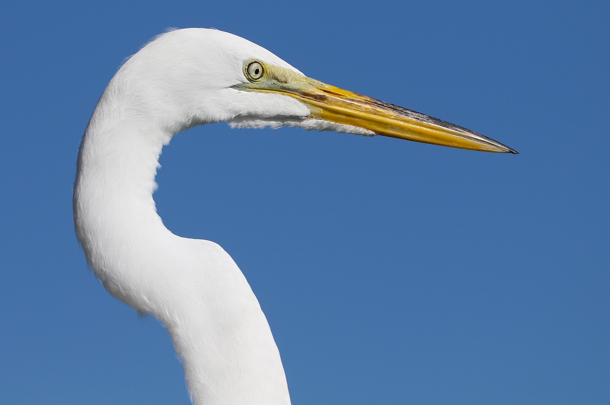 Great Egret - ML628634798