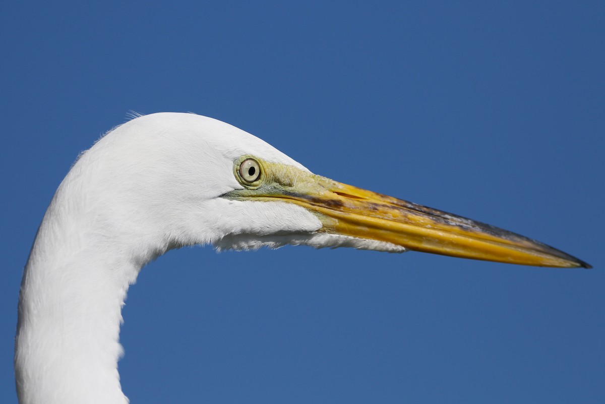 Great Egret - ML628634802