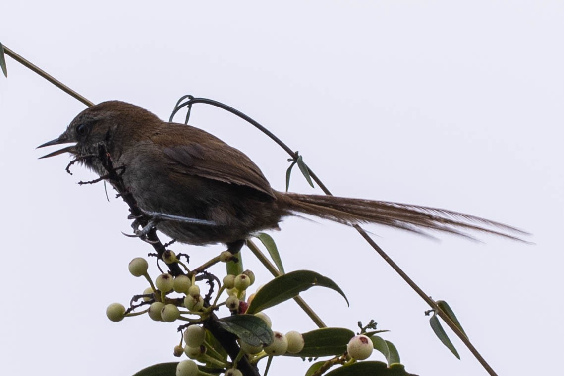 Puna Thistletail - ML628634821