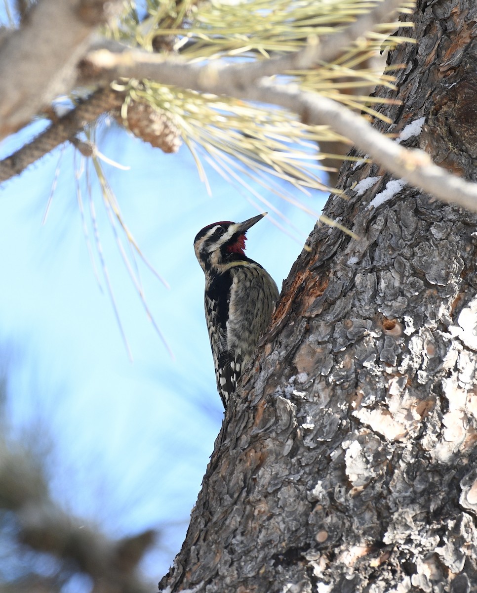 Yellow-bellied Sapsucker - ML628634898