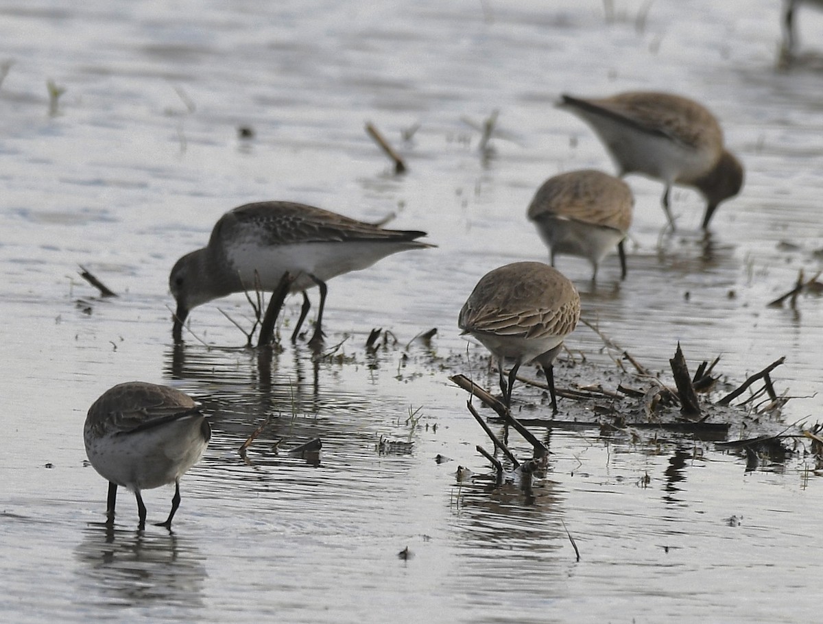 Sanderling - ML628635077