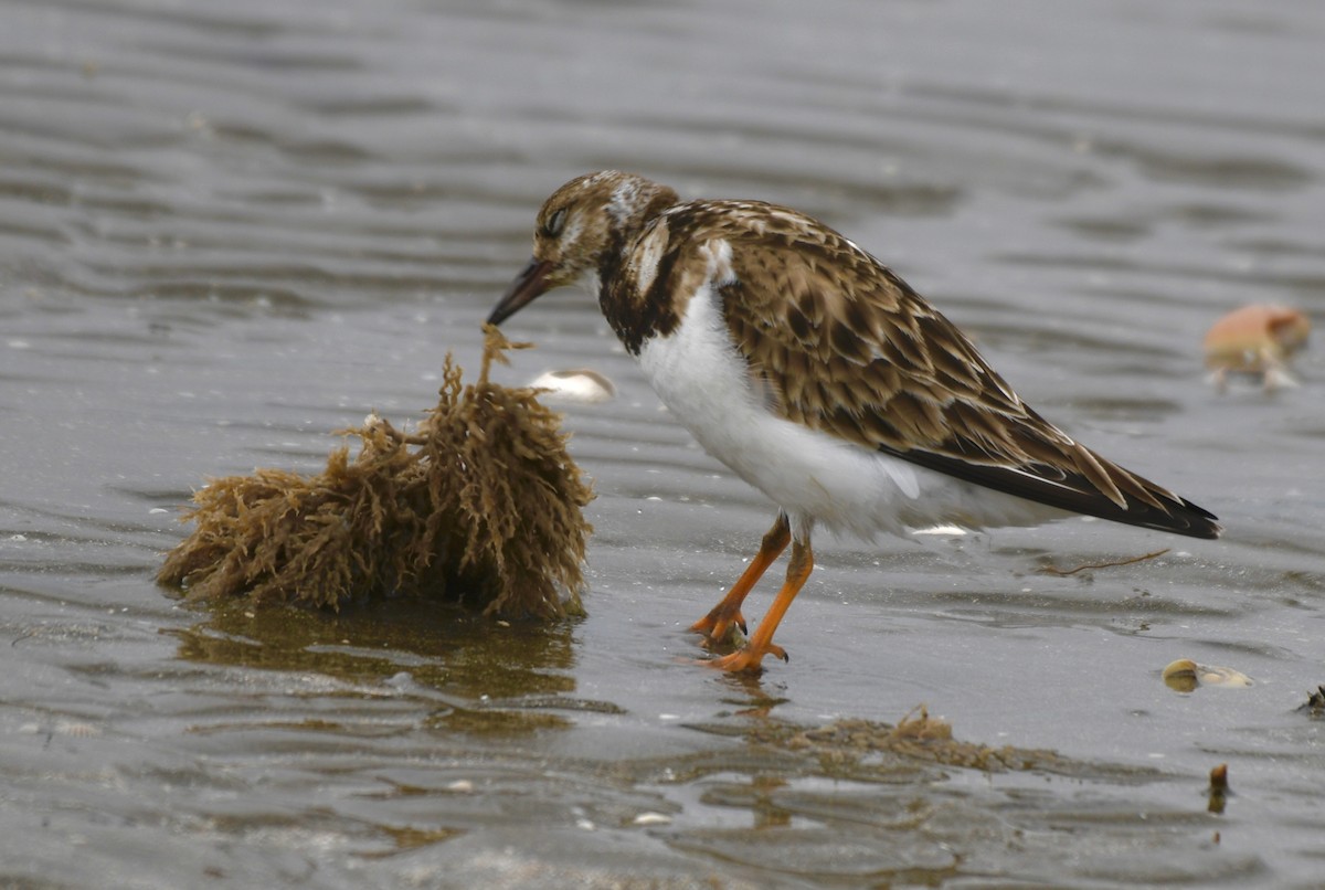 Ruddy Turnstone - ML628635143