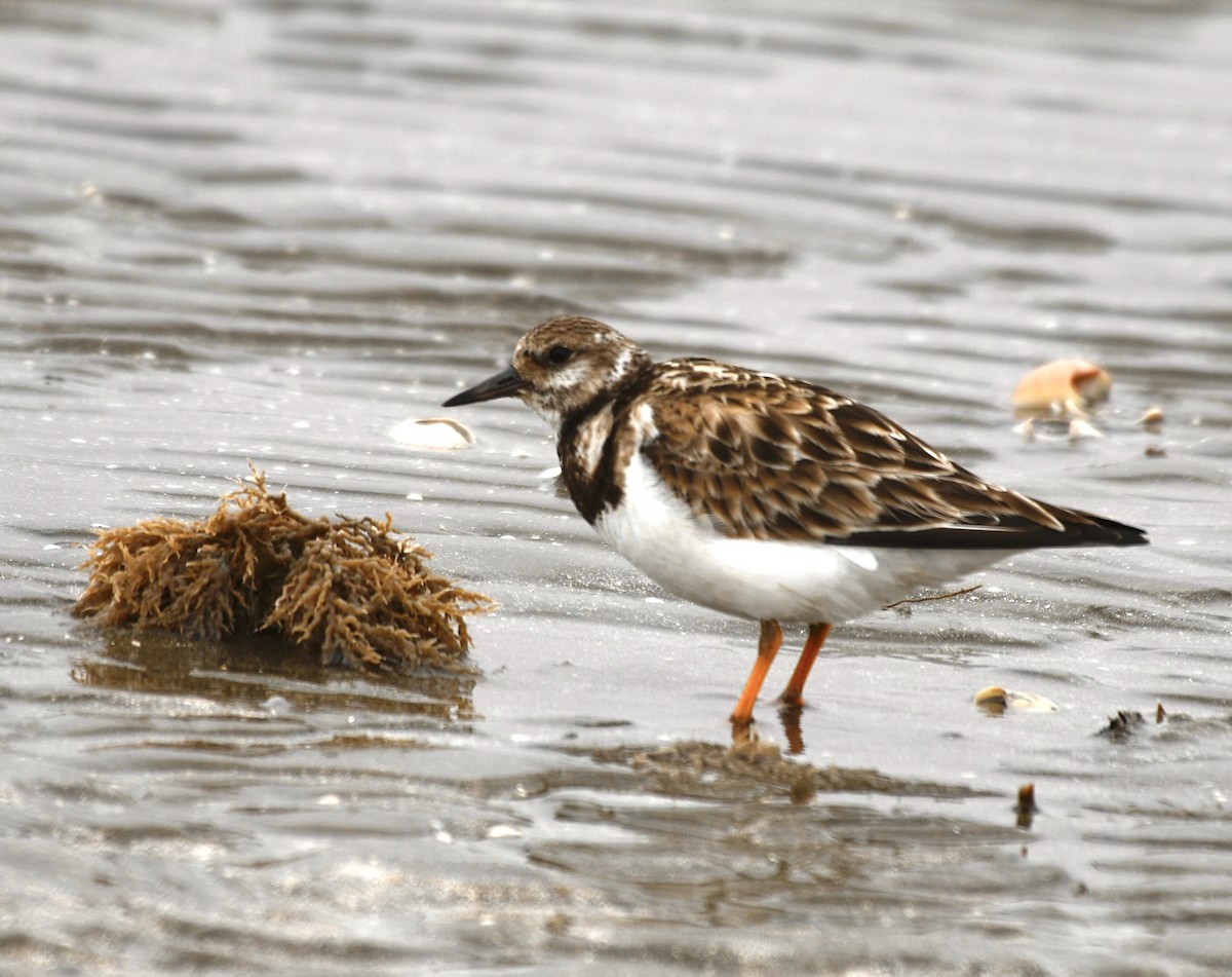 Ruddy Turnstone - ML628635144