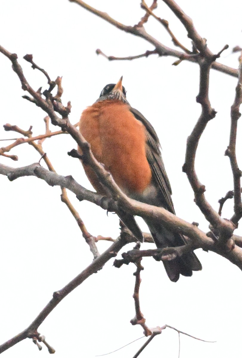 Zozo papargorria - ML628635184