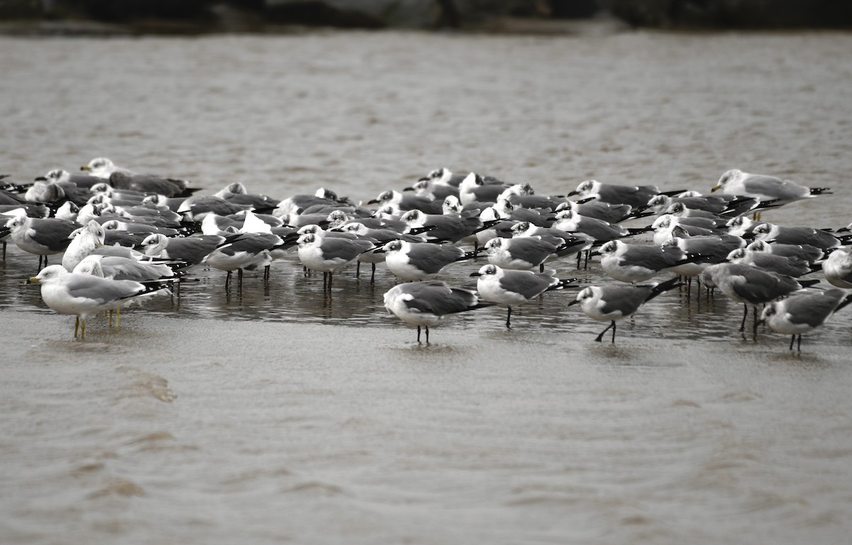 Laughing Gull - ML628635196