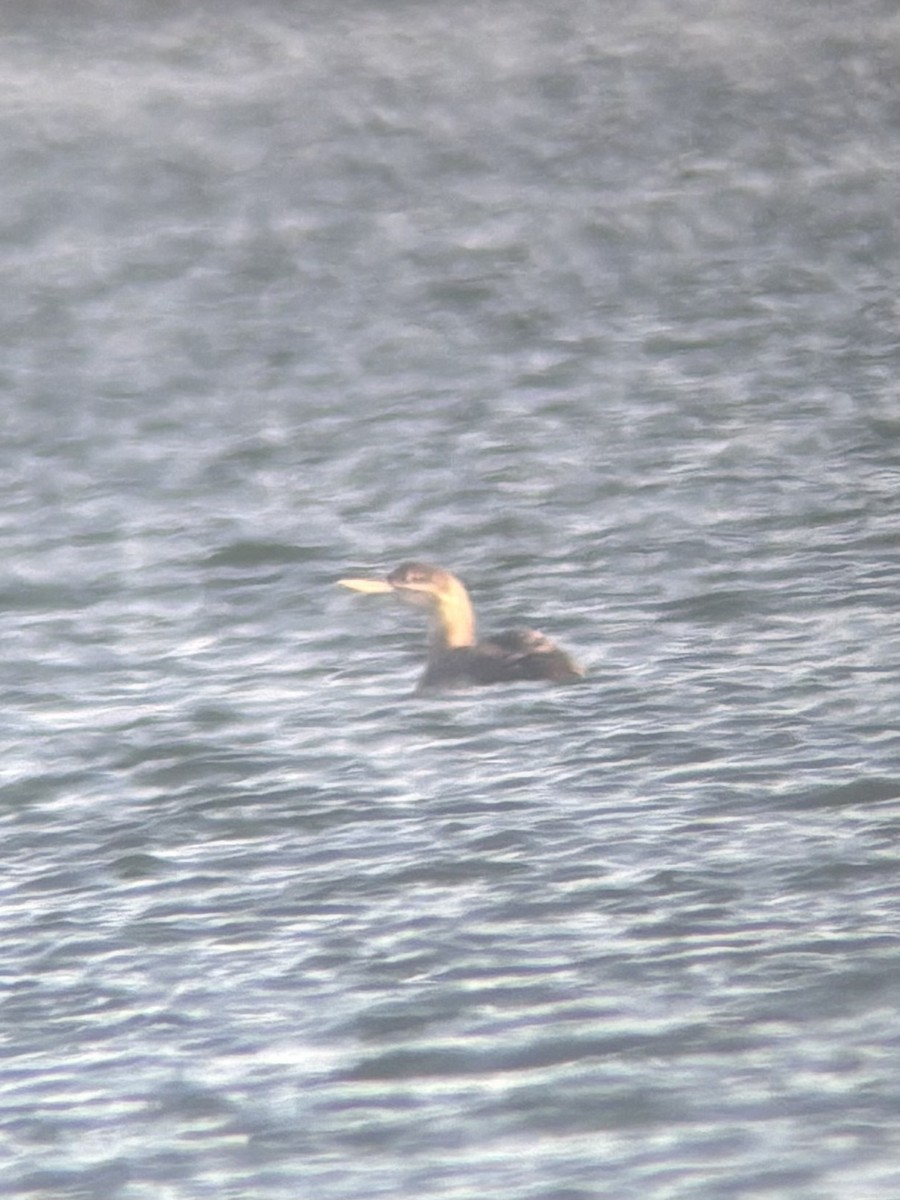 Yellow-billed Loon - ML628635209