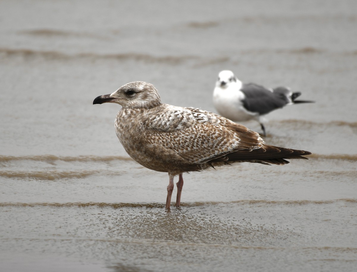 Larus sp. - ML628635241