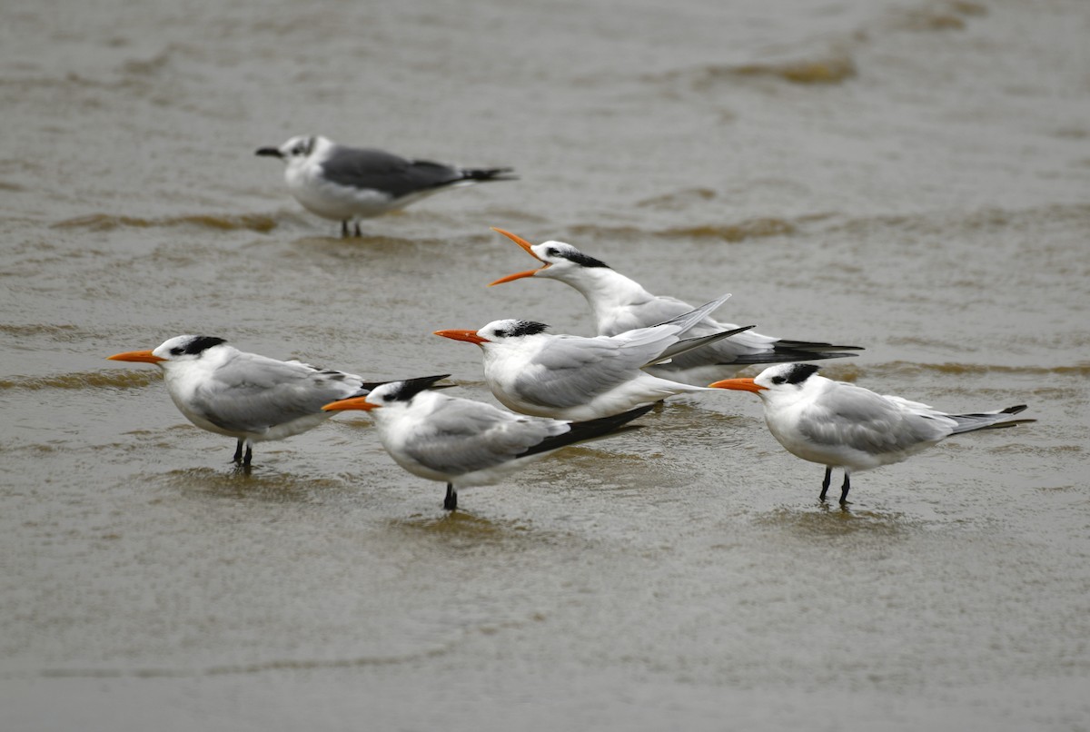 Royal Tern - ML628635254