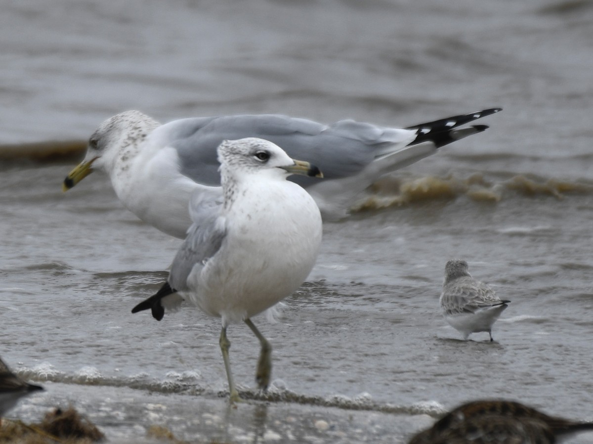 Ring-billed Gull - ML628635275