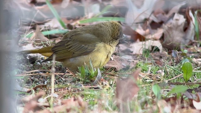 Summer Tanager - ML628635473