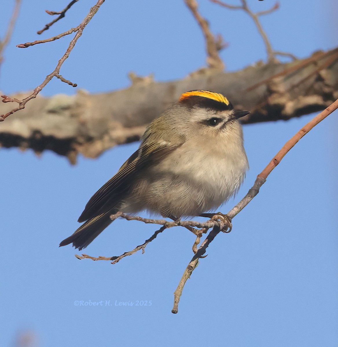 Golden-crowned Kinglet - ML628635772