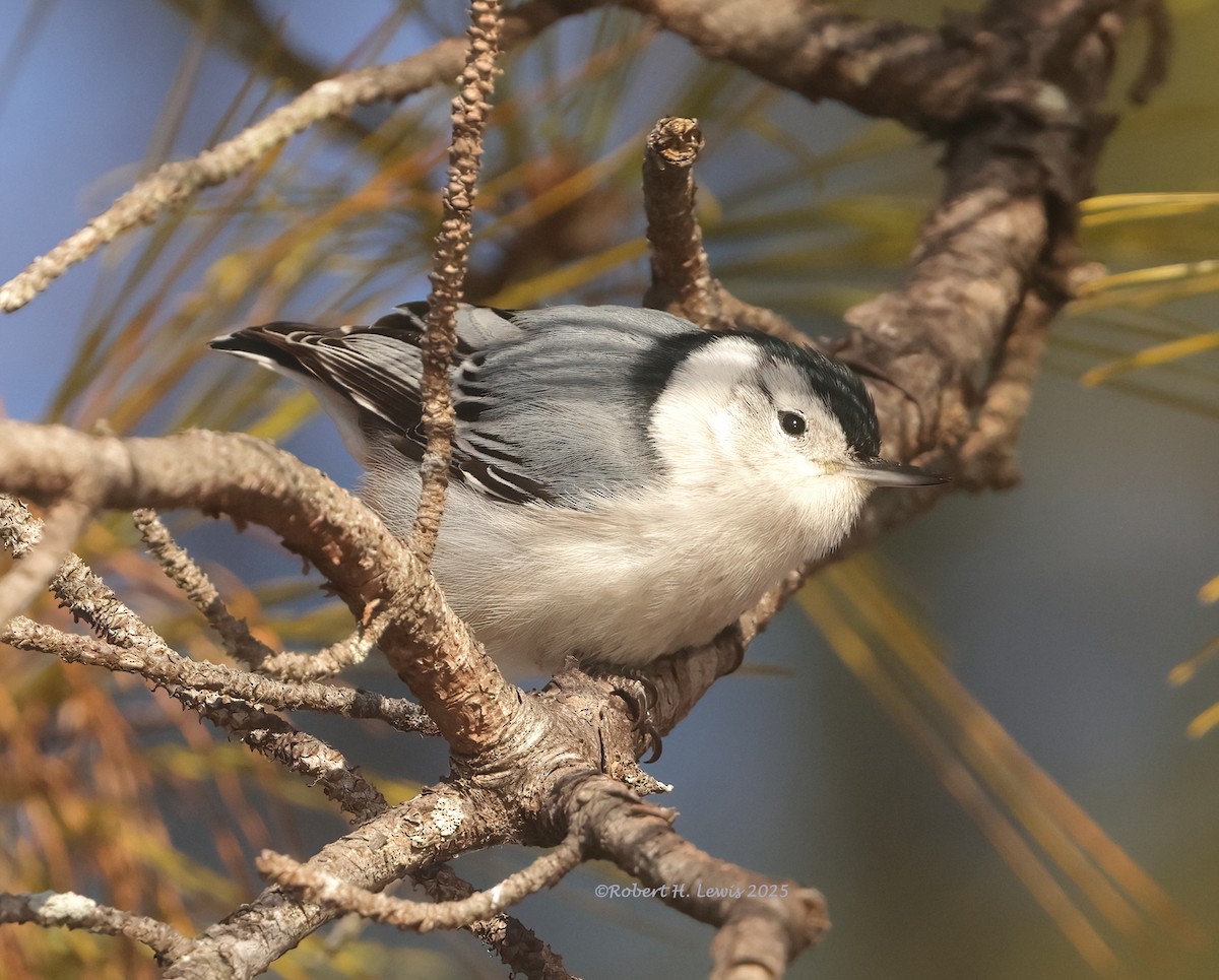 White-breasted Nuthatch - ML628635779