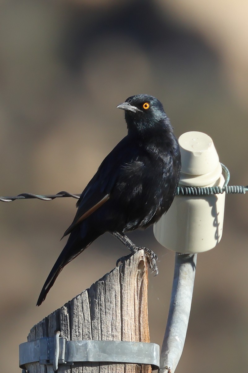 Pale-winged Starling - ML628635868