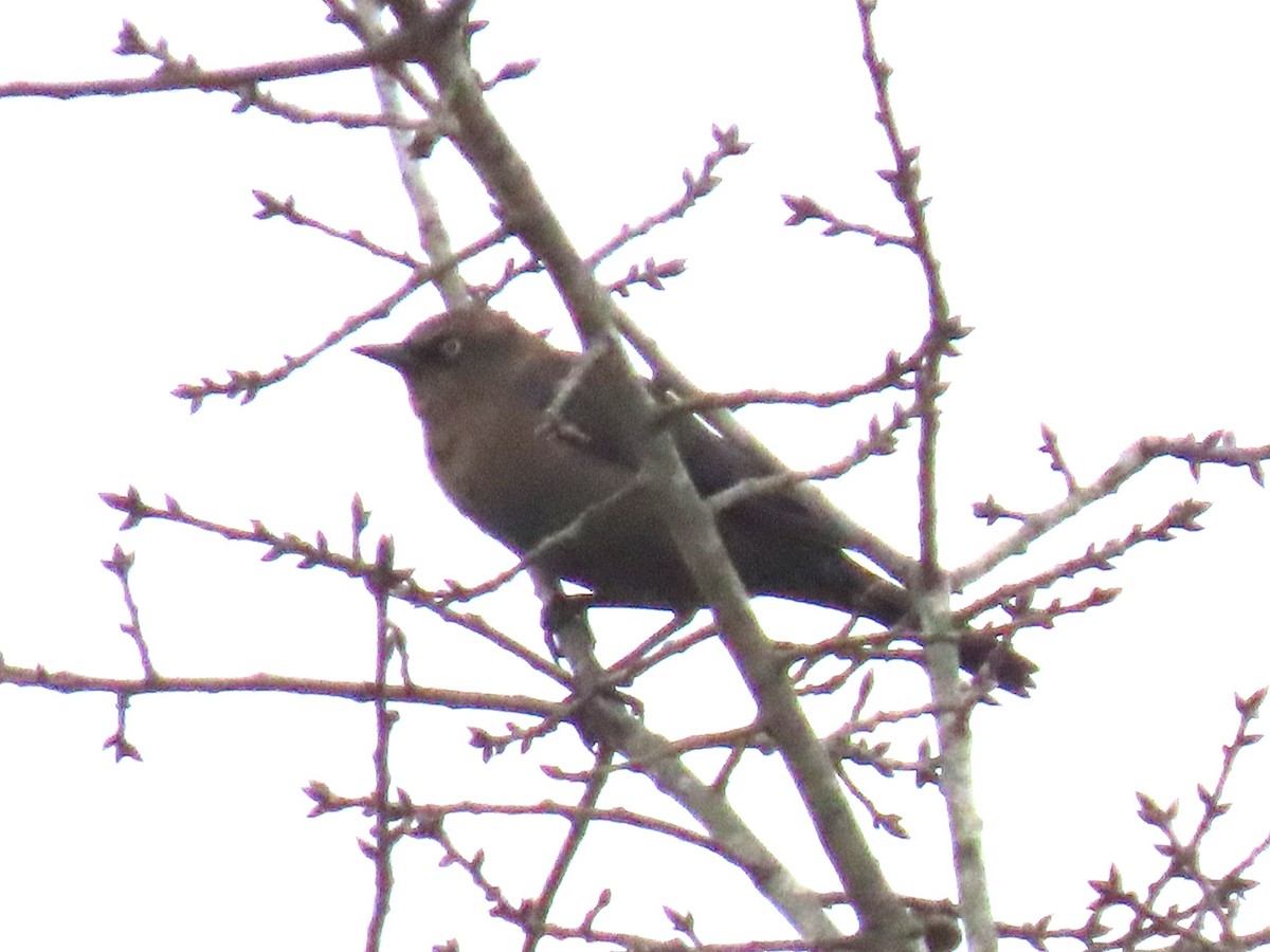 Rusty Blackbird - ML628635959