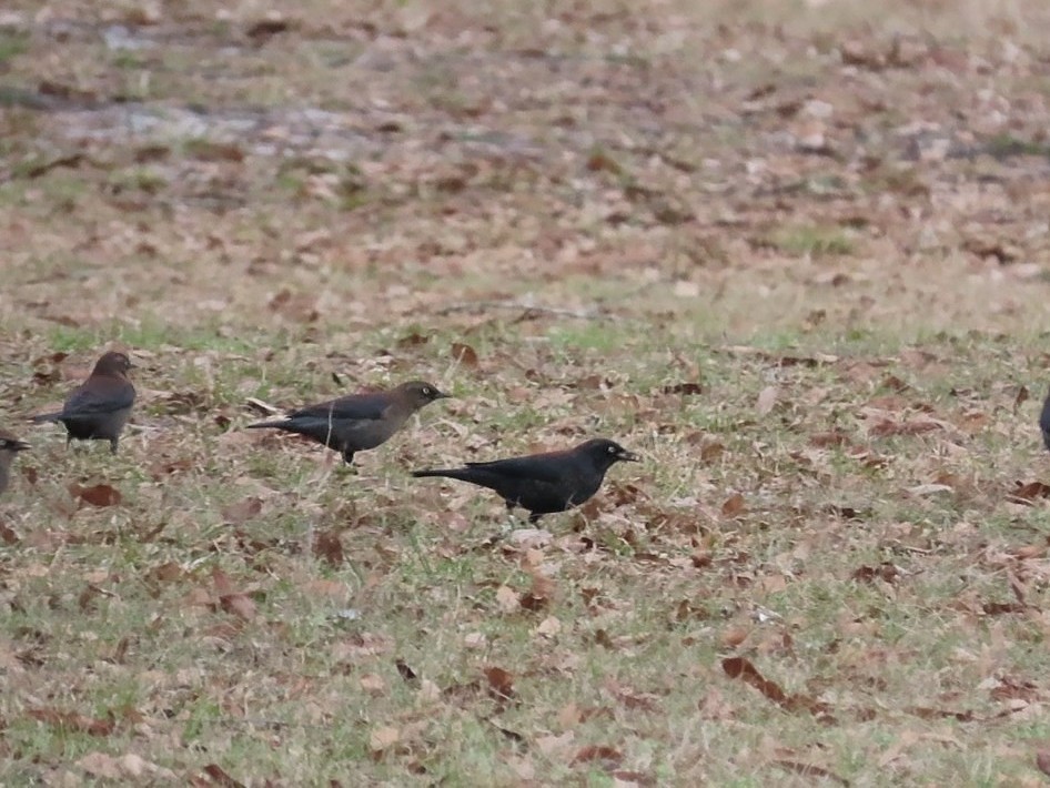 Rusty Blackbird - ML628635960